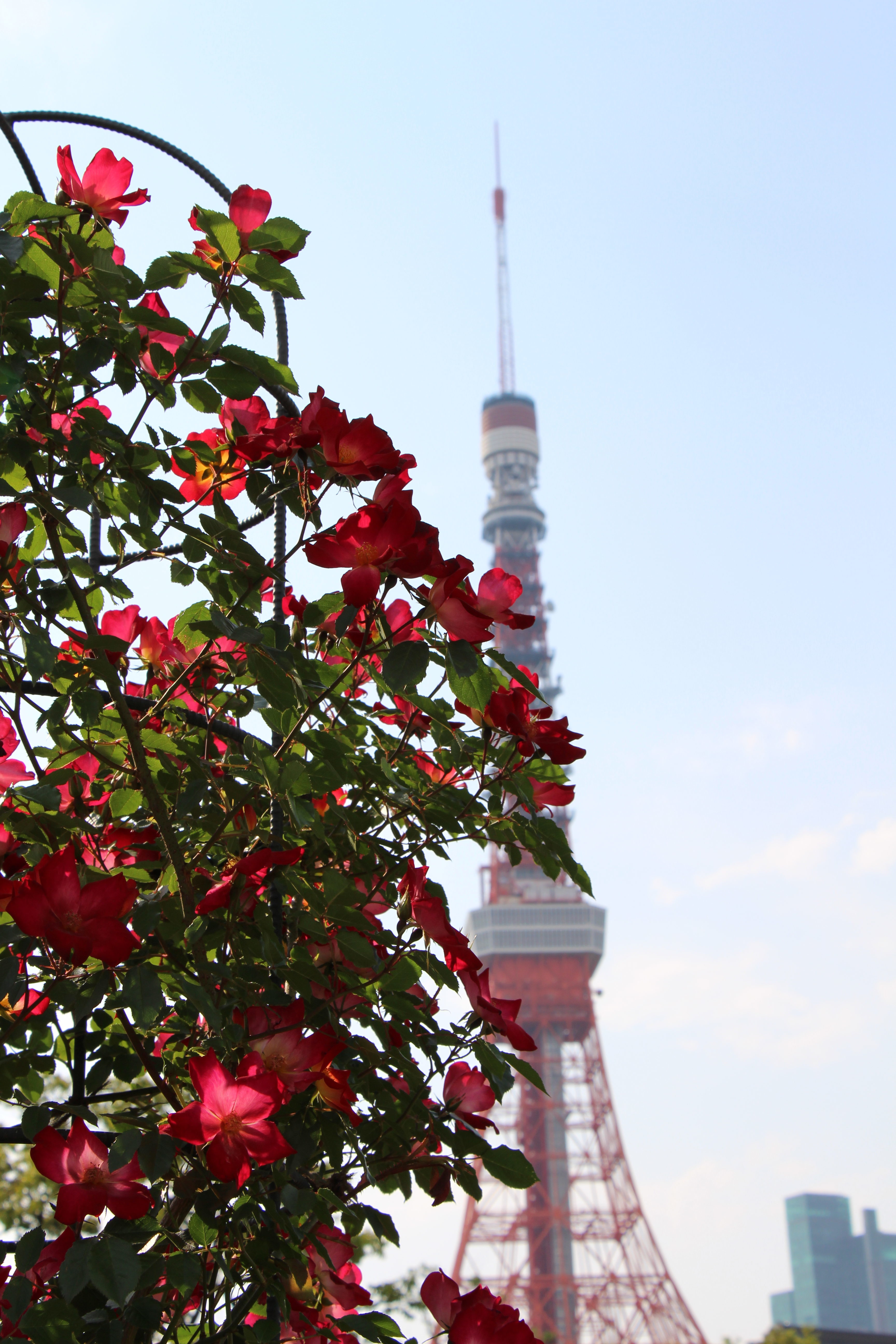 ツヤ肌