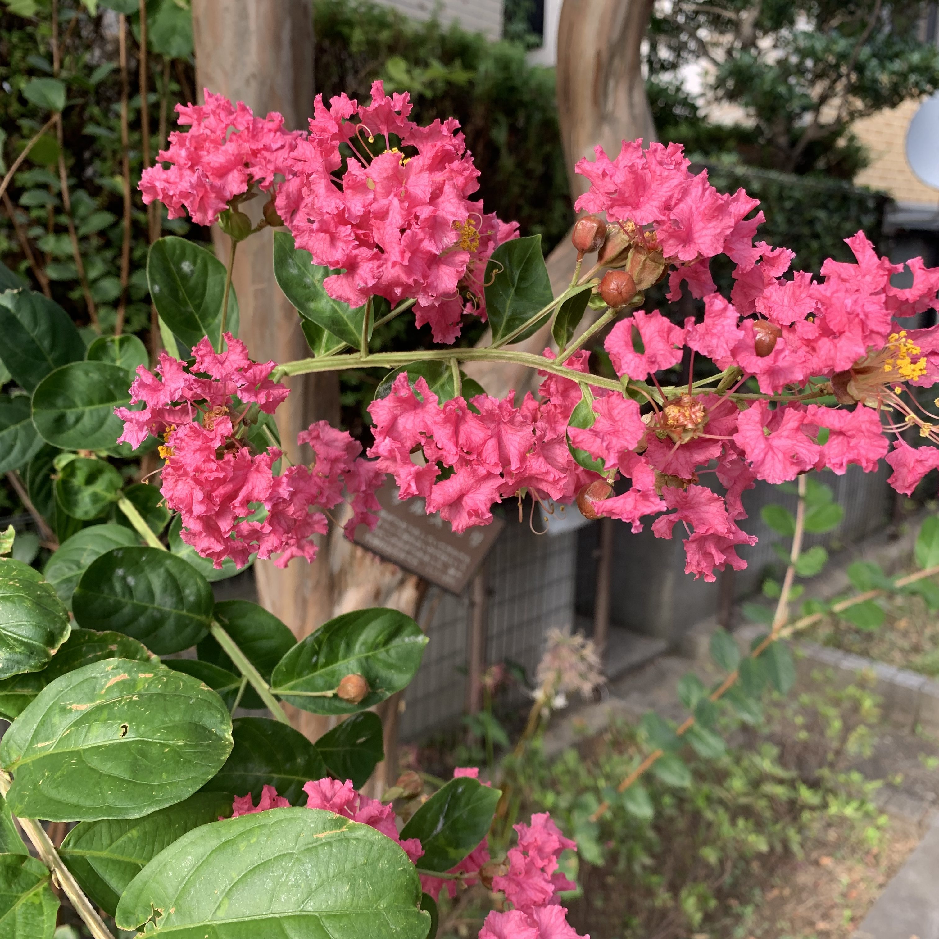 ピンクリボン